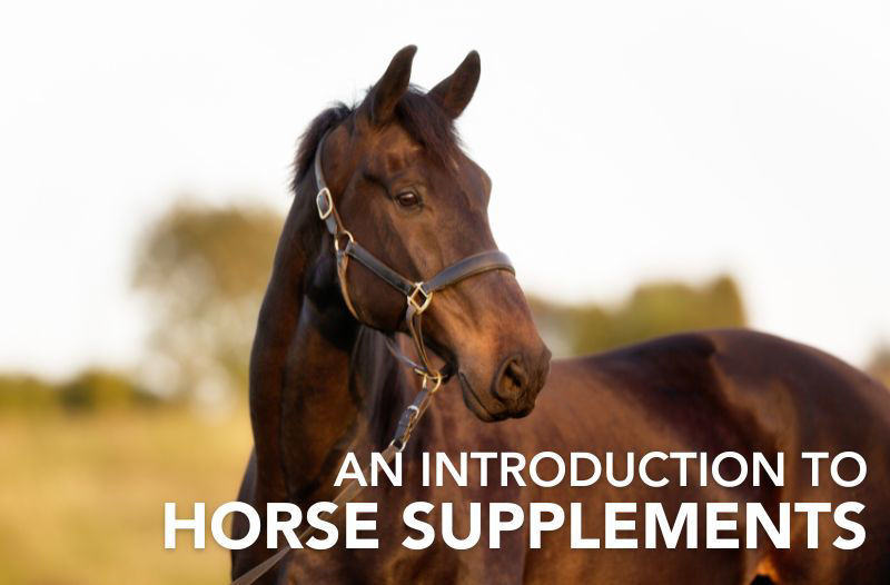 An introduction to horse supplements: everything you need to know to get started